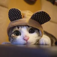 优秀的个人博客,低调大师